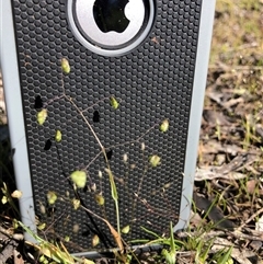 Briza minor at Crowther, NSW - 13 Oct 2025 03:36 PM