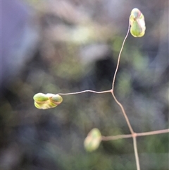 Briza minor at Crowther, NSW - 13 Oct 2025 03:36 PM