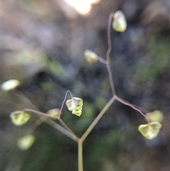 Briza minor at Crowther, NSW - 13 Oct 2025 03:36 PM
