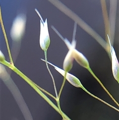 Aira elegantissima (Delicate Hairgrass) at Crowther, NSW - 13 Oct 2025 by Frecko
