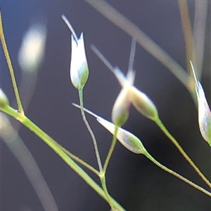 Unverified Grass at Crowther, NSW - Yesterday by Frecko