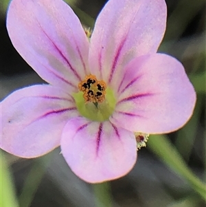 Unverified Other Wildflower or Herb at Crowther, NSW - Yesterday by Frecko