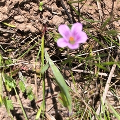 Erodium brachycarpum at Crowther, NSW - 13 Oct 2025 03:25 PM