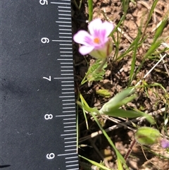 Erodium brachycarpum at Crowther, NSW - 13 Oct 2025 03:25 PM