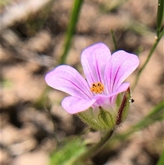 Erodium brachycarpum at Crowther, NSW - 13 Oct 2025 03:25 PM