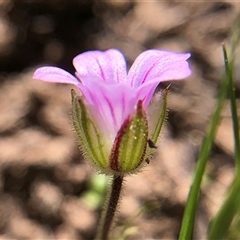 Erodium brachycarpum at Crowther, NSW - 13 Oct 2025 03:25 PM