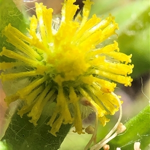 Triptilodiscus pygmaeus at Crowther, NSW - 13 Oct 2025 03:22 PM
