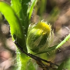 Triptilodiscus pygmaeus at Crowther, NSW - 13 Oct 2025 03:22 PM