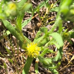 Triptilodiscus pygmaeus at Crowther, NSW - 13 Oct 2025 03:22 PM