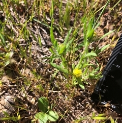 Triptilodiscus pygmaeus at Crowther, NSW - 13 Oct 2025 03:22 PM