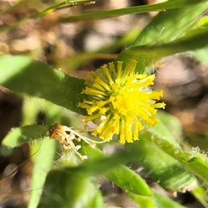Triptilodiscus pygmaeus at Crowther, NSW - 13 Oct 2025 03:22 PM
