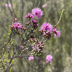 Kunzea parvifolia at Kambah, ACT - Yesterday by LineMarie
