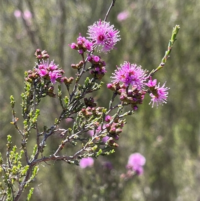 Kunzea parvifolia (Violet Kunzea) at Kambah, ACT - 13 Oct 2025 by LineMarie