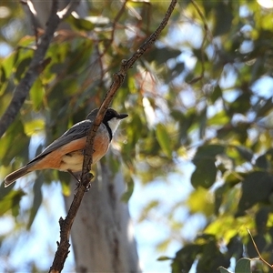 Pachycephala rufiventris at Kambah, ACT - Yesterday by LineMarie