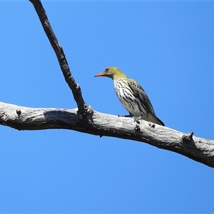 Oriolus sagittatus at Kambah, ACT - Yesterday by LineMarie