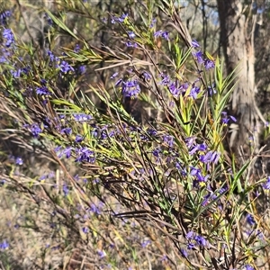 Stypandra glauca at Farrer, ACT - Yesterday by Mike