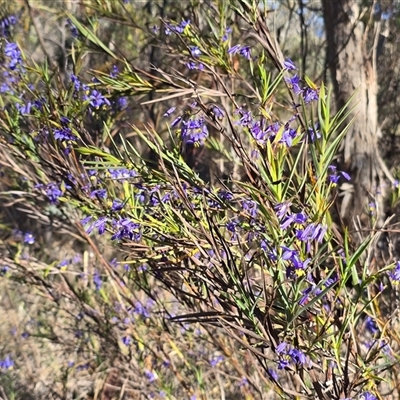 Stypandra glauca (Nodding Blue Lily) at Farrer, ACT - 13 Oct 2025 by Mike