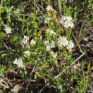 Asperula conferta at Farrer, ACT - Yesterday by Mike