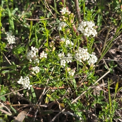 Asperula conferta (Common Woodruff) at Farrer, ACT - 13 Oct 2025 by Mike