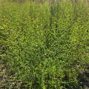 Hypericum perforatum at Farrer, ACT - Yesterday by Mike