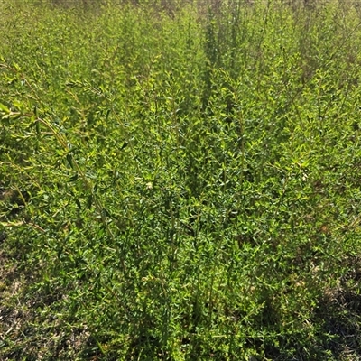Hypericum perforatum (St John's Wort) at Farrer, ACT - 13 Oct 2025 by Mike