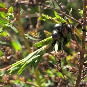 Chrysolina quadrigemina (Greater St Johns Wort beetle) at Farrer, ACT - Yesterday by Mike