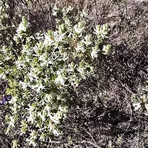 Brachyloma daphnoides at Farrer, ACT - Yesterday by Mike