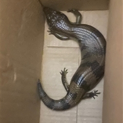 Tiliqua scincoides scincoides (Eastern Blue-tongue) by Ian4101