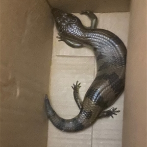 Tiliqua scincoides scincoides at Highgate Hill, QLD - suppressed