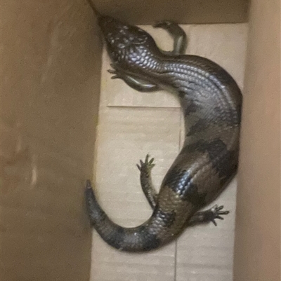 Tiliqua scincoides scincoides (Eastern Blue-tongue) at  - suppressed by Ian4101