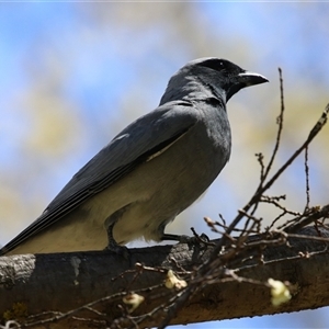 Coracina novaehollandiae at Gordon, ACT - Yesterday by RodDeb