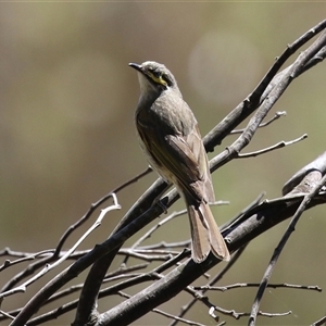 Caligavis chrysops at Gordon, ACT - Yesterday by RodDeb