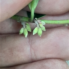 Unverified at suppressed - suppressed