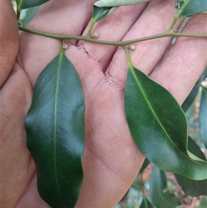 Diospyros australis at Pappinbarra, NSW - 12 Oct 2025 by jonvanbeest