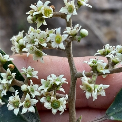 Geijera salicifolia (Brush Wilga) at Pappinbarra, NSW - Yesterday by jonvanbeest