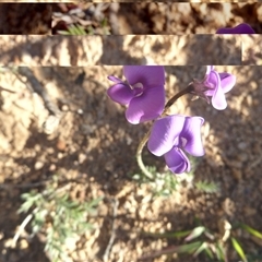 Swainsona sericea (Silky Swainson-Pea) at Banks, ACT - 12 Oct 2025 by VeraKurz