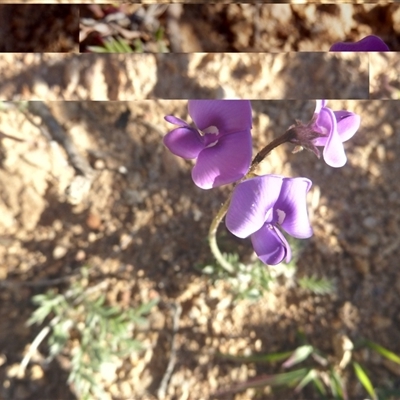 Swainsona sericea (Silky Swainson-Pea) at Banks, ACT - 12 Oct 2025 by VeraKurz