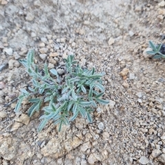 Swainsona sericea at Banks, ACT - 12 Oct 2025 08:36 AM