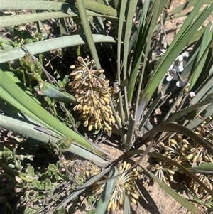 Lomandra multiflora (Many-flowered Matrush) at Blakney Creek, NSW - Yesterday by JaneR