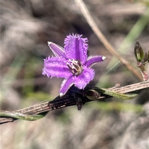 Thysanotus patersonii at Blakney Creek, NSW - Yesterday by JaneR