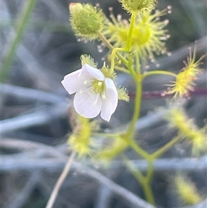 Drosera hookeri at Blakney Creek, NSW - Yesterday by JaneR