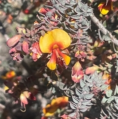 Pultenaea spinosa (Spiny Bush-pea, Grey Bush-pea) at Blakney Creek, NSW - 13 Oct 2025 by JaneR