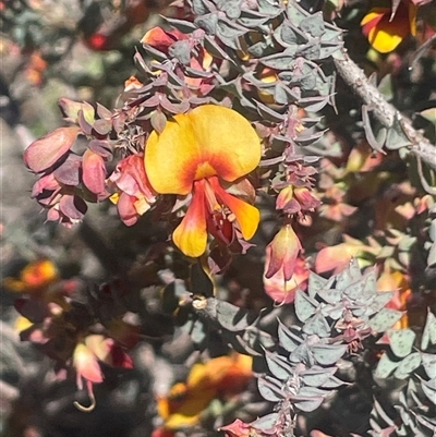 Pultenaea spinosa (Spiny Bush-pea, Grey Bush-pea) at Blakney Creek, NSW - 13 Oct 2025 by JaneR