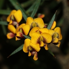 Daviesia ulicifolia at Captains Flat, NSW - 13 Oct 2025 by Csteele4