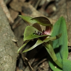 Chiloglottis sp. aff. jeanesii (Kybeyan Bird Orchid) by Csteele4