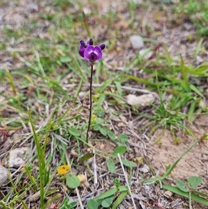 Glycine latrobeana at Theodore, ACT - 12 Oct 2025 by VeraKurz