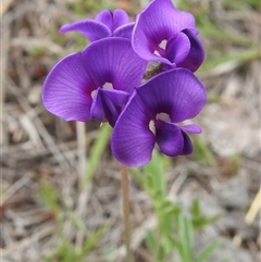Swainsona behriana (Behr's Swainson-Pea) at Booth, ACT - 12 Oct 2025 by HelenCross