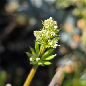 Galium aparine at Isaacs, ACT - Yesterday by Mike
