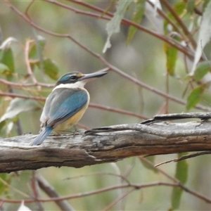 Todiramphus sanctus (Sacred Kingfisher) at Booth, ACT - 12 Oct 2025 by HelenCross
