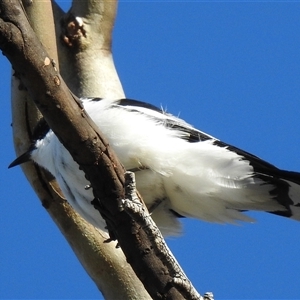 Lalage tricolor at Kambah, ACT - Yesterday by HelenCross